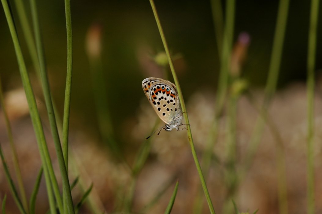 Plebejus idas